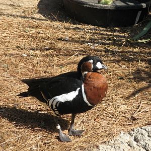 Red-breasted Goose (2008)