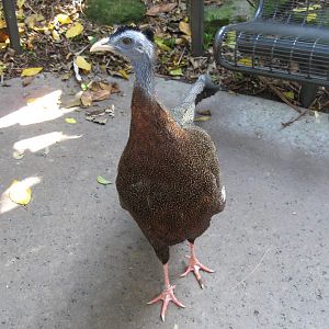 Malay Great Argus Pheasant (2008)