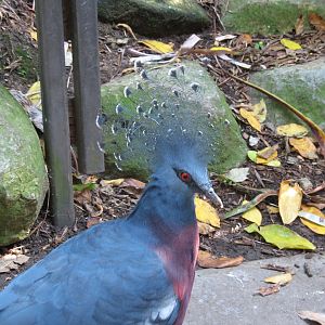 Victoria Crowned Pigeon (2008)