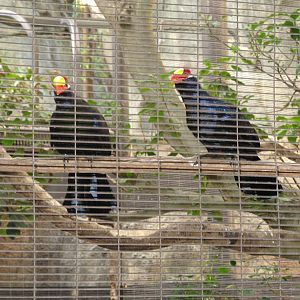Violet Turaco (2008)