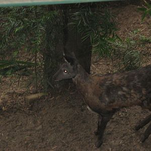 Siberian Musk-deer (2008)