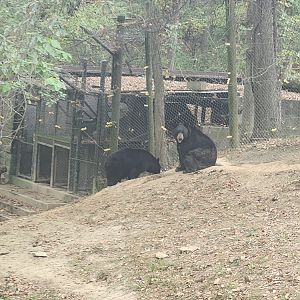 Wildlife Prairie Park - American Black Bears