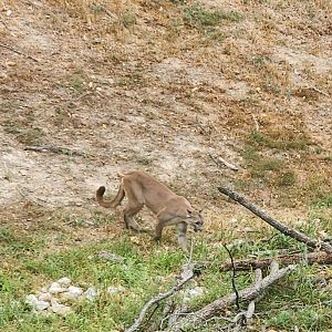 Wildlife Prairie Park - Cougar