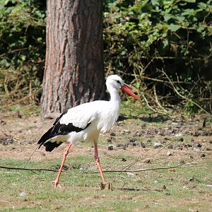 White Stork (2011)