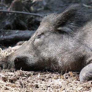 Wild Boar (2011)