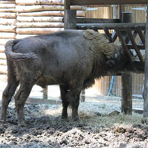 European Bison (2011)