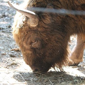 European Bison (2011)