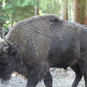European Bison (2011)