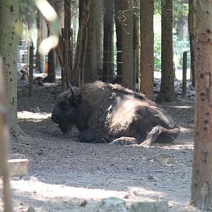 European Bison (2011)