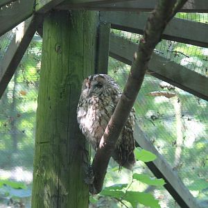 Tawny Owl (2011)