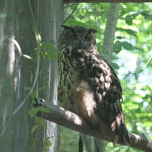 Eagle Owl (2011)