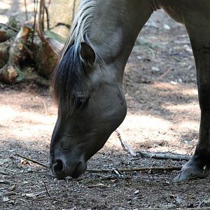 Konik Horse (2011)