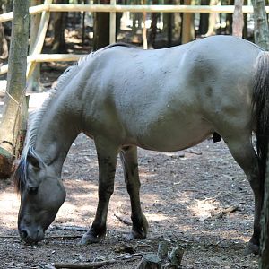 Konik Horse (2011)
