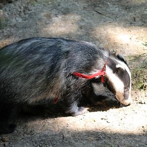 European Badger (2011)