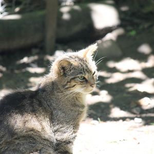 Scottish Wildcat (2011)