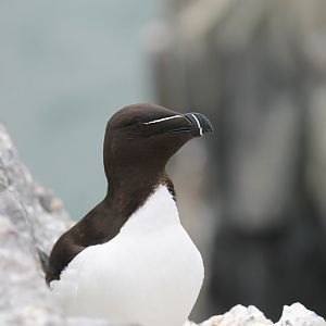 Razorbill (2011)
