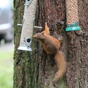 Eurasian Red Squirrel (2011)