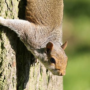 Eastern Grey Squirrel