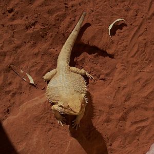Central Bearded Dragon (2006)
