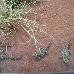 Thorny Devil (2006)