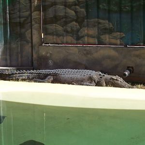 Saltwater Crocodile (2006)