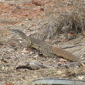 Sand Monitor (Varanus gouldii)