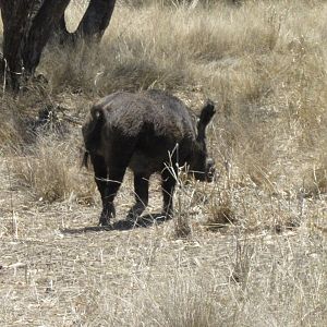 Feral Pig
