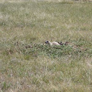 Black-tailed Prairie Dog (2008)