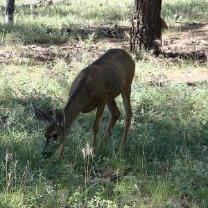 Mule Deer