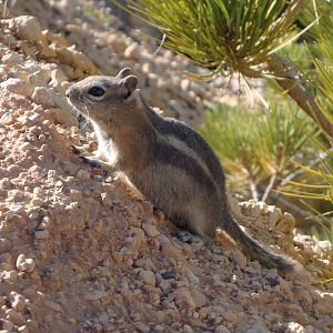 Common Golden-mantled Ground Squirrel