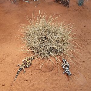 Thorny Devils (Moloch horridus)