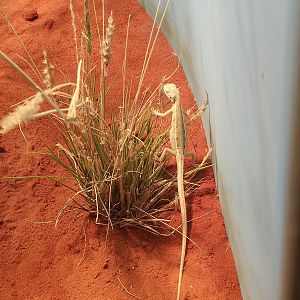 Cane Grass Dragon (Diporiphora winneckei)