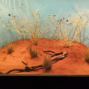 Tank for Cane Grass Dragon (Diporiphora winneckei)