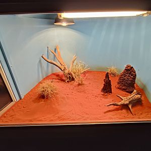 Tank for Central Netted Dragons (Ctenophorus nuchalis)