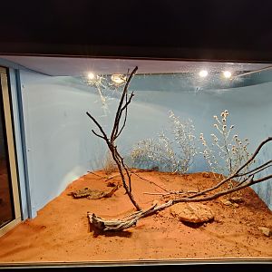 Tank for Golden Orb-Weaver (Nephila sp.)