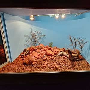 Tank for Centralian Earless Dragons (Tympanocryptis centralis)