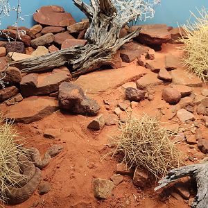 Tank for Desert Death Adder (Acanthophis pyrrhus)