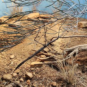 Acacia Stick Insect (Paronchestus cornutus)