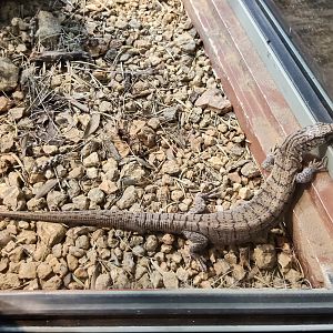 Pigmy Mulga Monitor (Varanus gilleni)