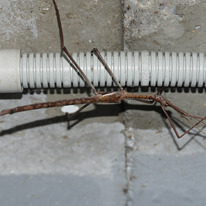 Quick Stick Insect (Acrophylla thoon)