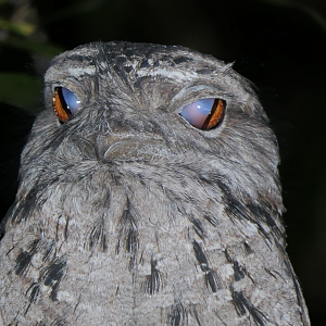 Tawny Frogmouth (Podargus strigoides)