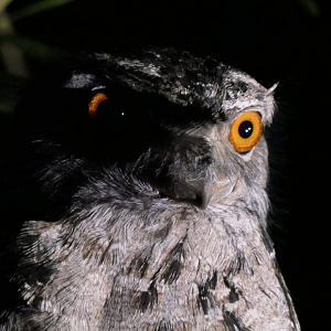 Tawny Frogmouth (Podargus strigoides)