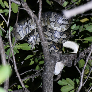 Coastal Carpet Python (Morelia spilota mcdowelli)