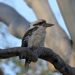 Laughing Kookaburra (Dacelo novaeguineae)
