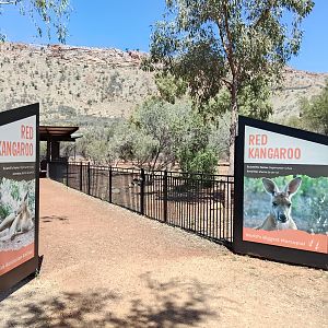 Red Kangaroo enclosure