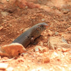 Slater's Skink (Liopholis slateri)