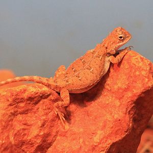 Centralian Earless Dragon (Tympanocryptis centralis)