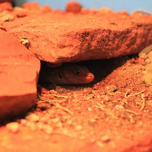 Central Ranges Rock Skink (Liopholis margaretae)