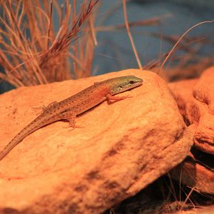 Desert Rainbow Skink (Carlia triacantha)