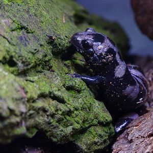 BtS: Marbled salamander (Ambystoma opacum)
